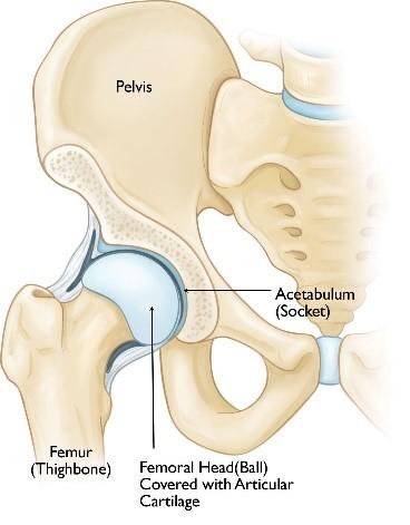 best Hip replacement surgeon